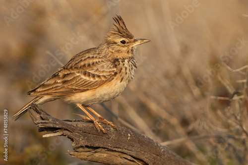 Portrait of a Crested Lark perched on a wooden log, Bahrain