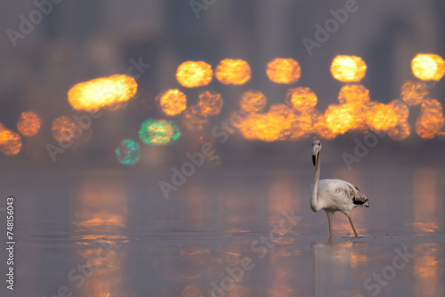 Greater Flamingos in the morning hours with bokeh of city lights at Eker creek, Bahrain photo