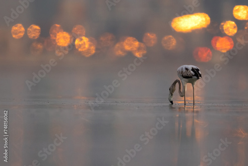 Greater Flamingos feeding with the bakdrop of street lights at Eker creek, Bahrain