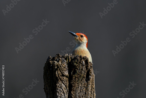 Red-bellied woodpecker behind a wooden post. It is a medium-sized woodpecker. It breeds mainly in the eastern United States, ranging as far south as Florida and as far north as Canada. 