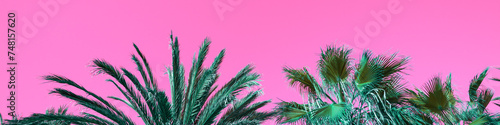 tops of the palm trees against a pink background. Leaves of tall palm trees. Horizontal banner