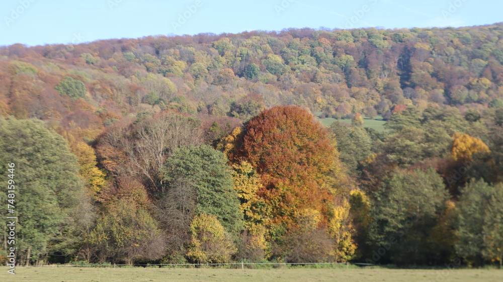 Autumn landscape with colorful trees Autumn landscape with colorful trees
