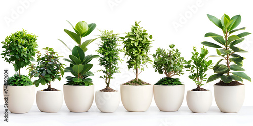 Beautiful houseplants 3D illustration Decorative Different kind of fresh green herbs growing in the pots on the kitchen window such as basil mint parsley coriander Kitchen live garden.