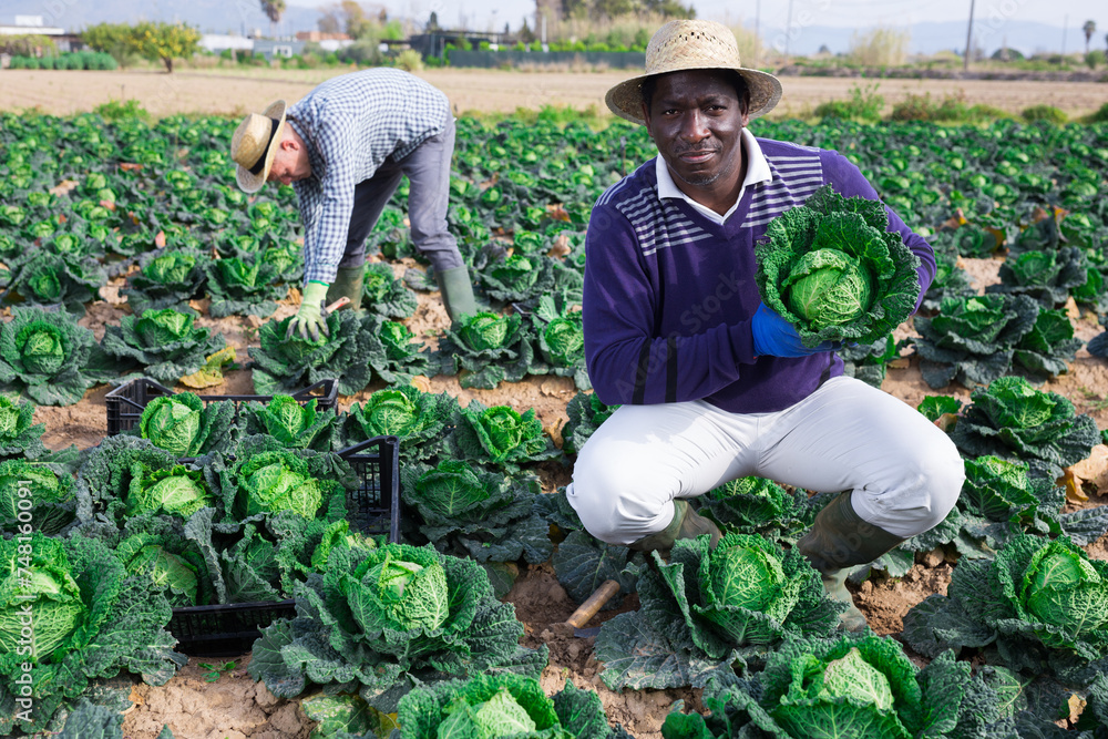 African american farm worker posing on farm plantation with ripe savoy cabbage during harvest. Successful agricultural activity concept..