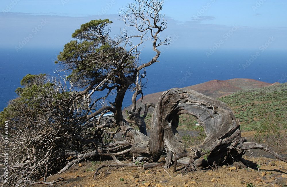 Viejo árbol de Sabina en la isla de El Hierro, Canarias