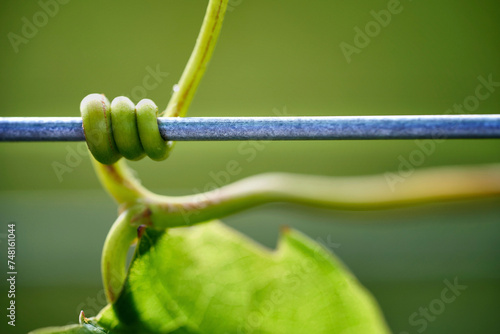 Young grapevine twists around wire (close-up) photo