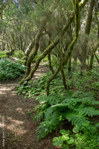 Bosque en la isla de El Hierro, Canarias