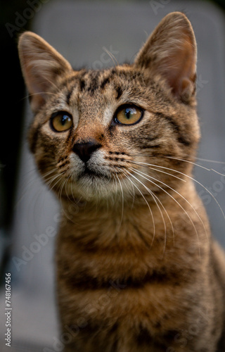 Kitten with golden eyes