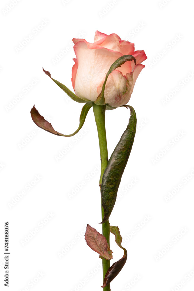 Fototapeta premium Pink and white beautiful rose isolated on a white background.