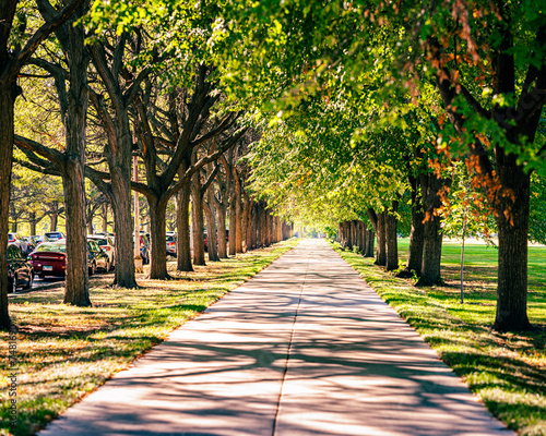 Fototapeta Naklejka Na Ścianę i Meble -  Chicago park walk under the trees in summer