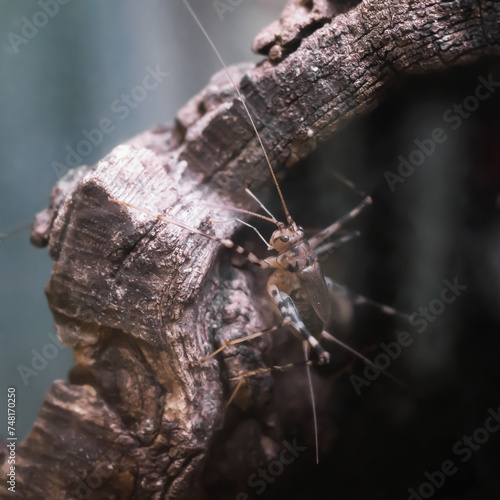 African cave cricket sitting on a piece of wood photo