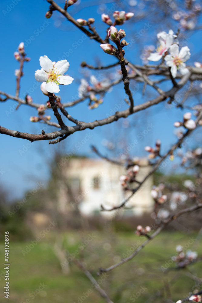 Almond tree blossomed against blurred background Almond tree blossomed against blurred background