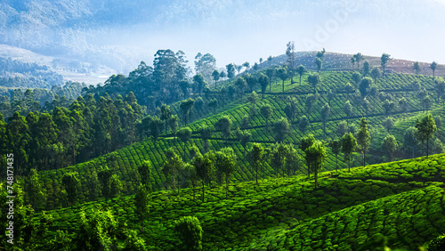 Tea plantations in Munnar, Kerala, India