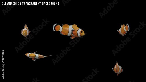 An Orange Clownfish Swimming On Transparent Background 4K