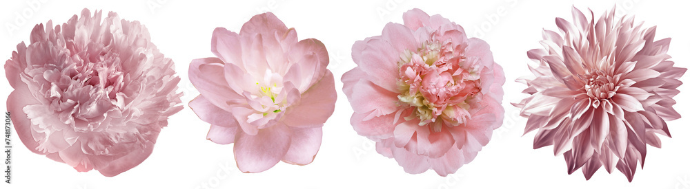 Set pink  peonies  flowers   on white isolated background with clipping path. Closeup..  Transparent background.    Nature. 