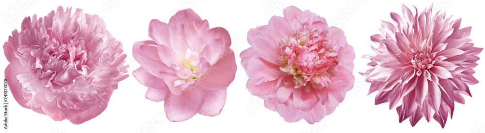 Set pink peonies flowers on isolated background with clipping path. Closeup. Transparent background. Nature. Set pink peonies flowers on isolated background with clipping path. Closeup. Transparent background. Nature.