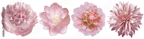 Set pink peonies flowers on white isolated background with clipping path. Closeup.. Transparent background. Nature. 