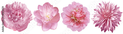 Set pink peonies flowers on isolated background with clipping path. Closeup.. Transparent background. Nature. 