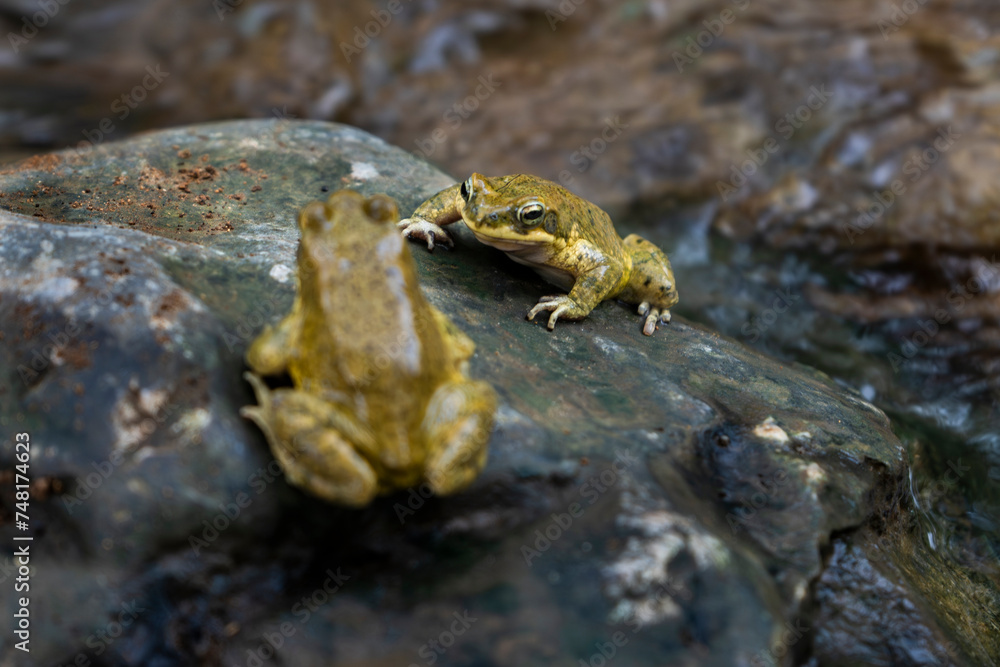 Two green frogs standing on rock between water. One frog staring to the other from below. Two green frogs standing on rock between water. One frog staring to the other from below.