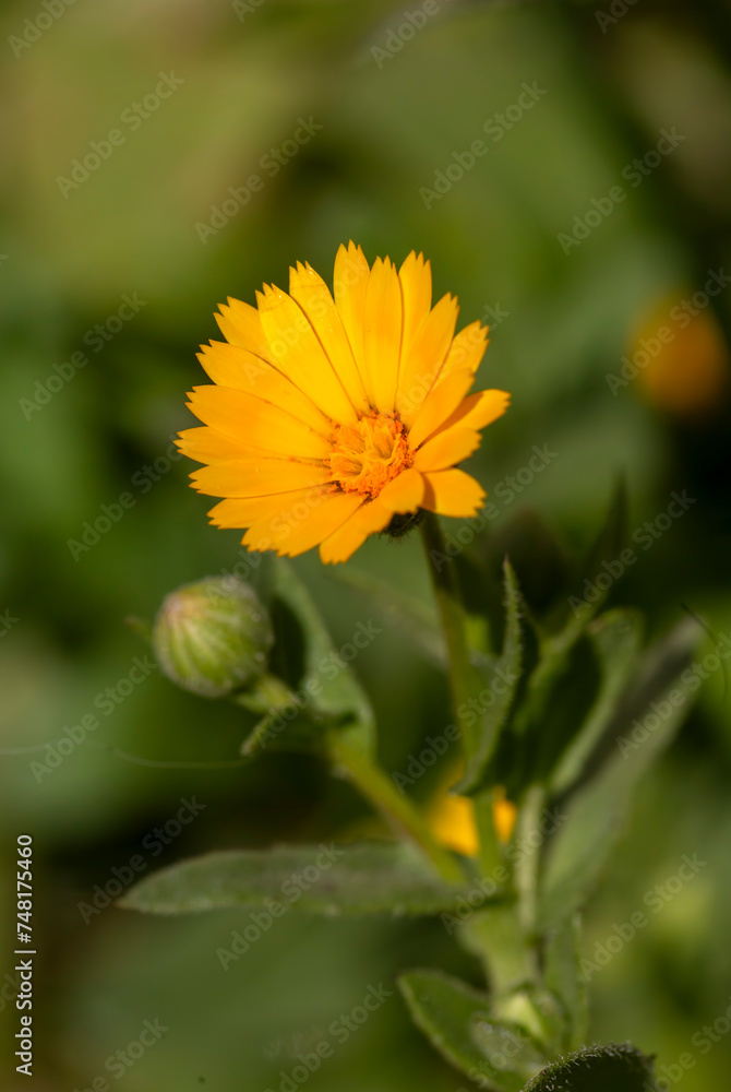 Calendula arvensis or Field marigold, a beautiful and yellow flower from Mediterranean area Calendula arvensis or Field marigold, a beautiful and yellow flower from Mediterranean area