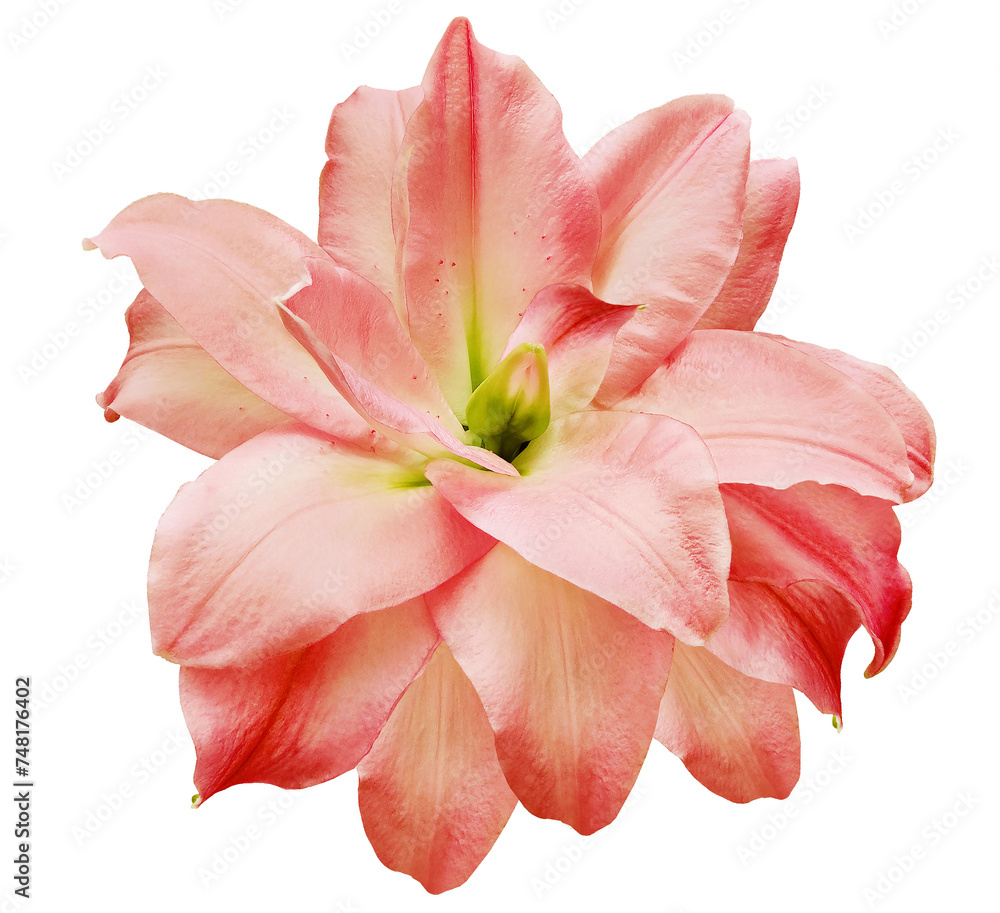 Lily  flower  on white isolated background with clipping path.  Closeup. For design.  Transparent background.  Nature.
