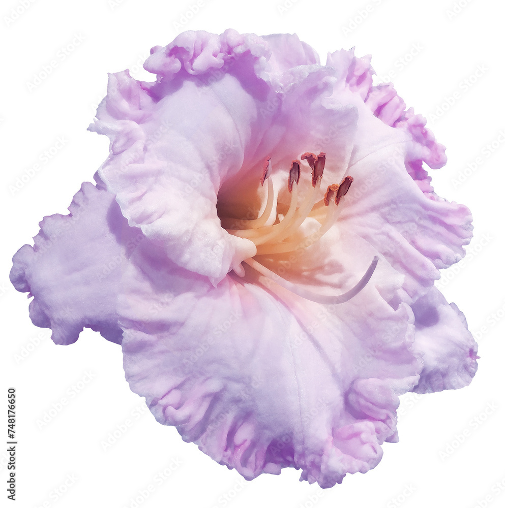 Lily flower on isolated background with clipping path. Closeup. For design. Transparent background. Nature. Lily flower on isolated background with clipping path. Closeup. For design. Transparent background. Nature.