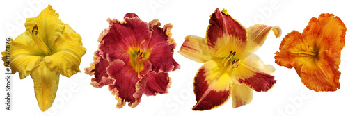 Set of lily flowers on   isolated background with clipping path.   Watercolor flowers close-up. For design. Nature.