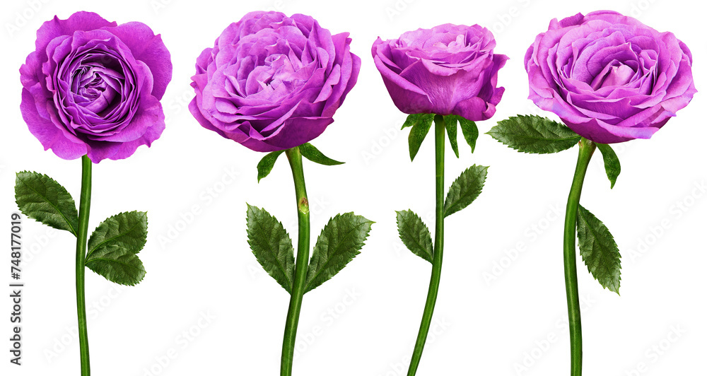 Set of purple roses flowers on isolated background with clipping path. Flowers on a stem. Close-up. For design. Transparent background. Nature. Set of purple roses flowers on isolated background with clipping path. Flowers on a stem. Close-up. For design. Transparent background. Nature.