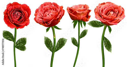 Set of red roses flowers on a white isolated background with clipping path. Flowers on a stem. Close-up. For design. Nature.