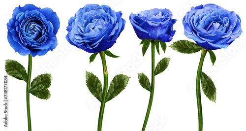 Set of   blue  roses  flowers on a white isolated background with clipping path. Flowers on a stem. Close-up. For design. Nature.