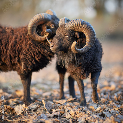 Two male ouessant sheep head to head outside on meadow