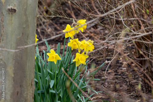 Yellow daffodils growing in the garden. Springtime.
