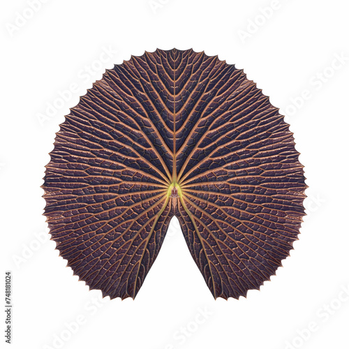 Valokuva A Victoria lotus leaf showcasing genuine textures, featuring a large size and a dark brown center