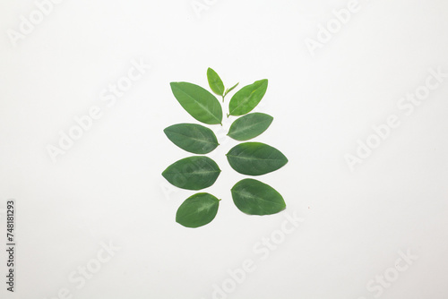 Photo of katuk leaves, which are known to increase the flow of breast milk.