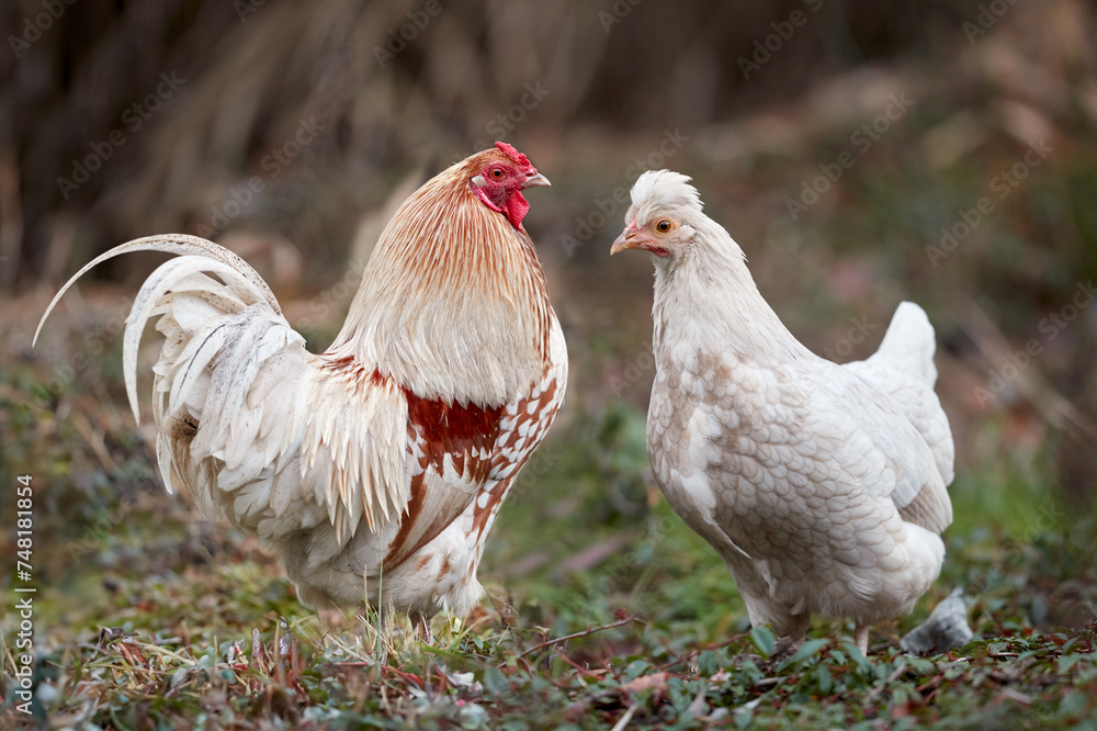 Fototapeta premium Rooster and young white chick free in garden