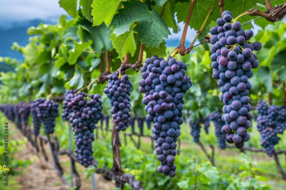 Vibrant purple grape clusters hang from the vine, ready for harvest in the vineyard, showcasing the bounty of the season.