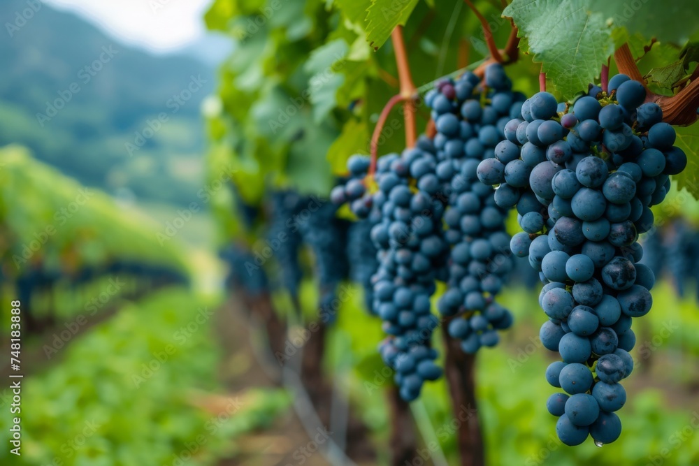 Vibrant purple grape clusters hang from the vine, ready for harvest in the vineyard, showcasing the bounty of the season.