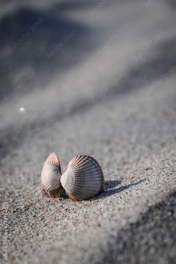 Conch shell on the sand: A beautiful image of a conch shell resting gracefully on the sandy beach, blending with the natural surroundings - obrazy, fototapety, plakaty 