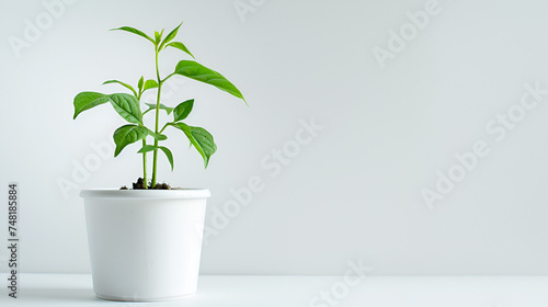 elettaria cardamomum plant in white minimalist pot, ai generative