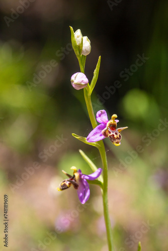 Wild orchid; scientific nam...