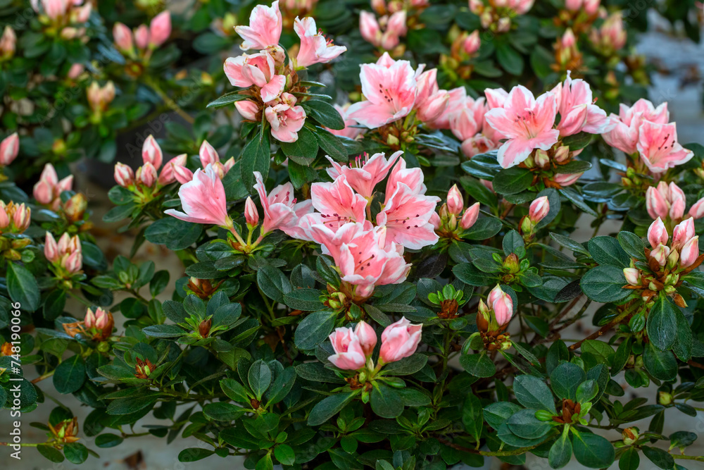 Azalea - Acelya is the name given to some plant species of the rhododendron (Rhododendron) genus of the Ericaceae family. Azalea - Acelya is the name given to some plant species of the rhododendron (Rhododendron) genus of the Ericaceae family.