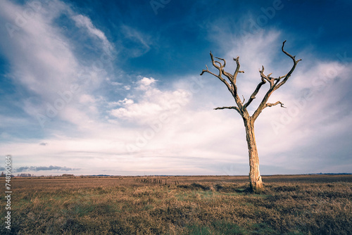 Obraz na plátně Solitary dead tree in flat landscape with dramatic sky