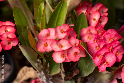 Crown of thorns flowers, Close up crown of thorns flowers on nature background, Euphorbia milii Des Moul. photo