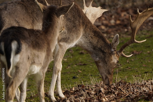 deer in the woods