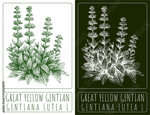 Drawing GREAT YELLOW GENTIAN. Hand drawn illustration. The Latin name is GENTIANA LUTEA L. photo