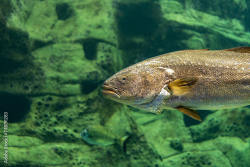 Big fishe swimming in sea aquarium.