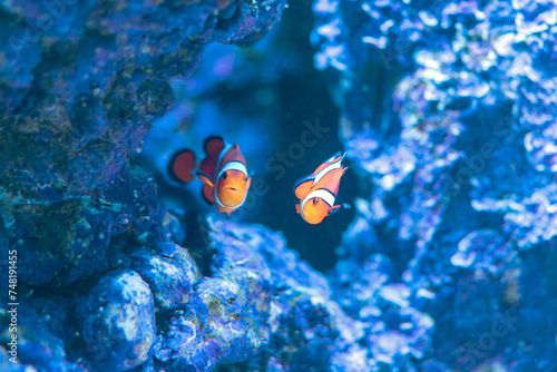 Amphiprion Ocellaris Clownfish or anemone fish in sea aquarium.