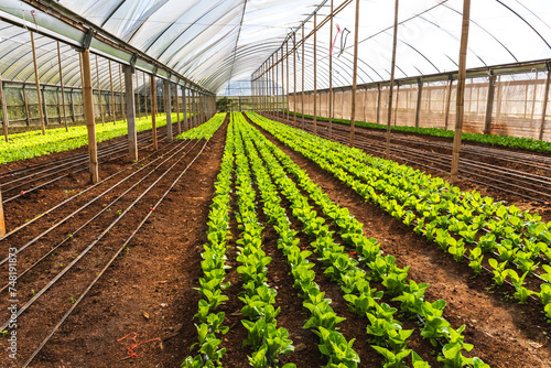Green fresh organic lettuce salad vegetables planting on soil in greenhouse