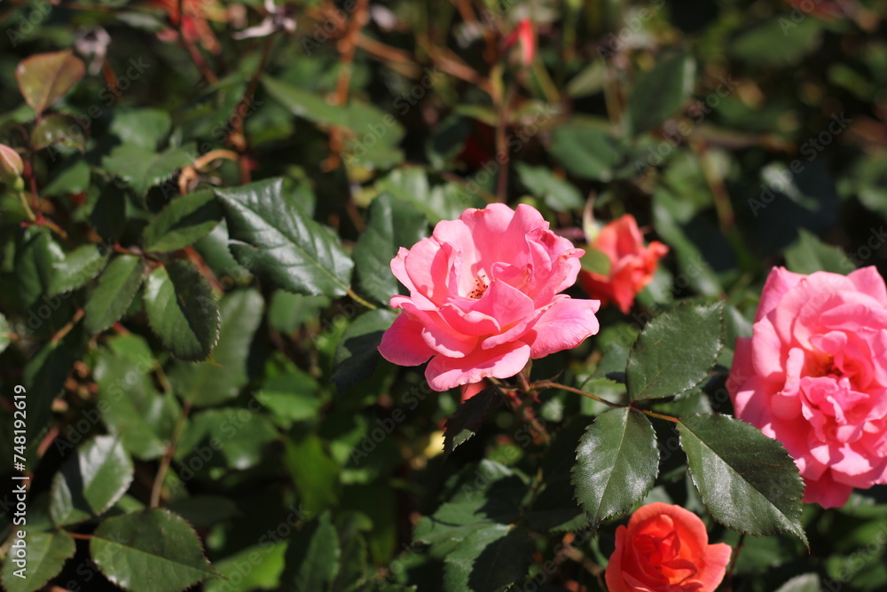 pink roses in garden