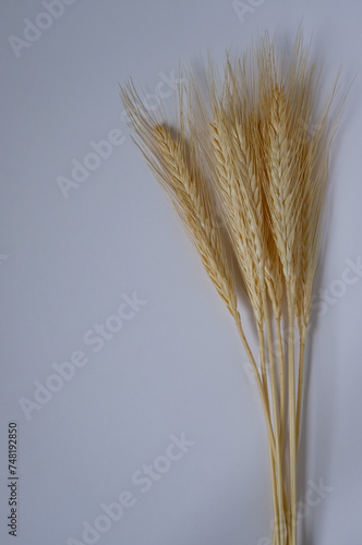 Spikelets. Ears of Rye. Decor. Bouquet. White background. Copy Space. 
